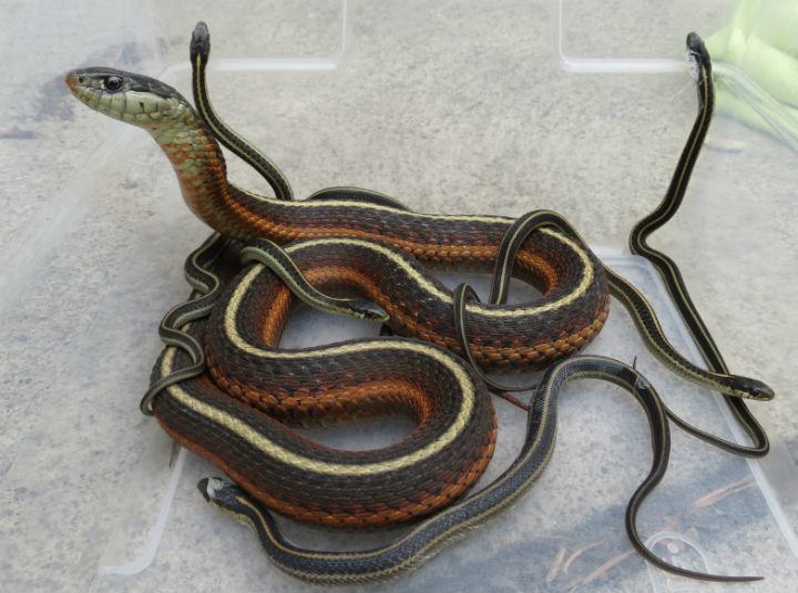 Coast Garter Snakes